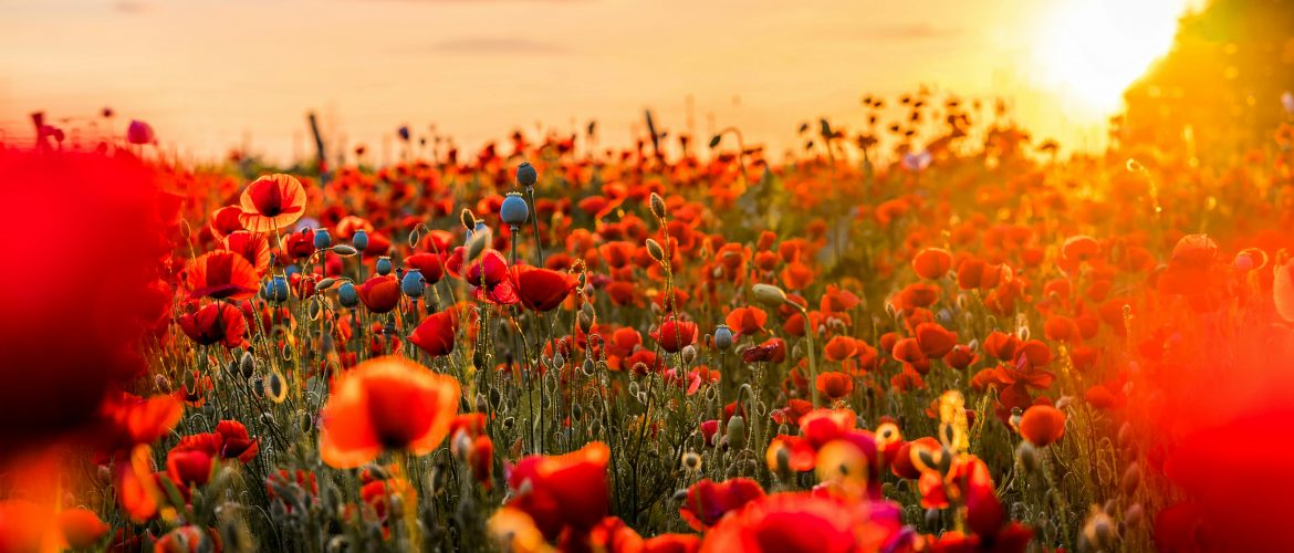 Heroin vs Fentanyl: The Difference Between the Two Opioids